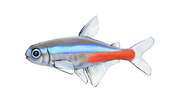 Hand-drawn watercolor illustration of a neon tetra by Satoko Nakajima