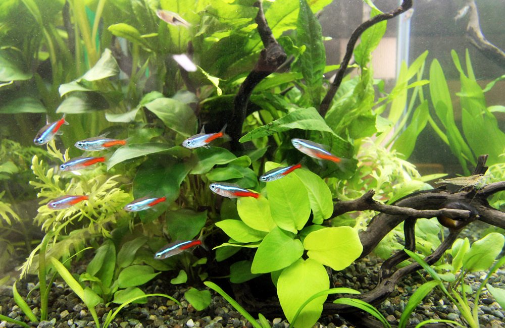 A school of neon tetras threading through dense aquarium plants