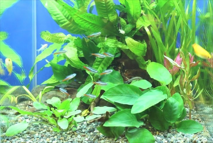 Anubias growing over gravel with neon tetras in one of our client aquariums