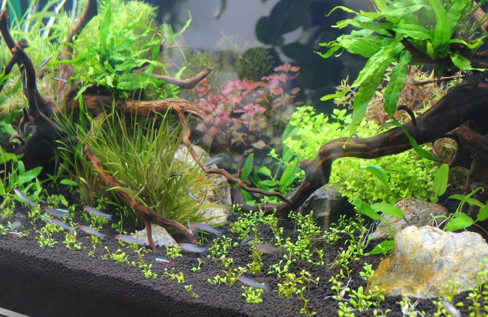 Aquascaping Basics
