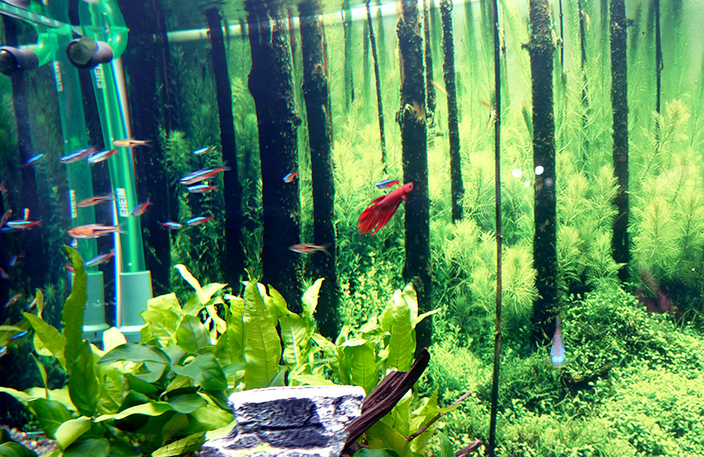 A betta sharing a planted aquarium with neon tetras