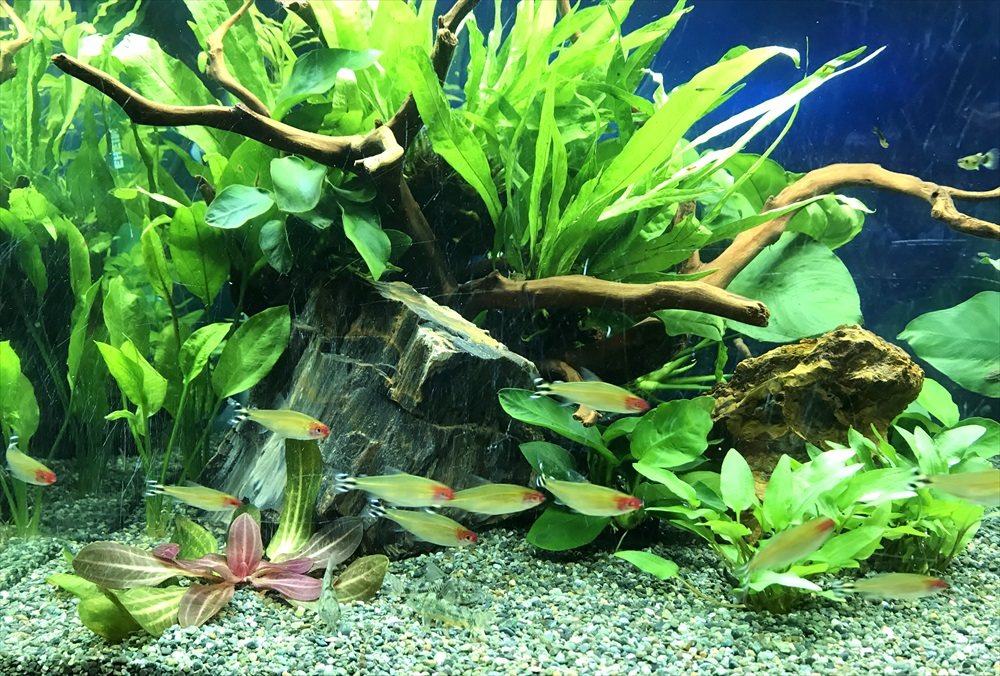 A shoal of small golden minnows holding together in a densely planted tank