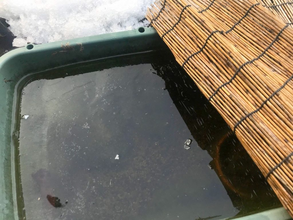 An outdoor medaka container in winter, partly covered with a reed screen against the cold