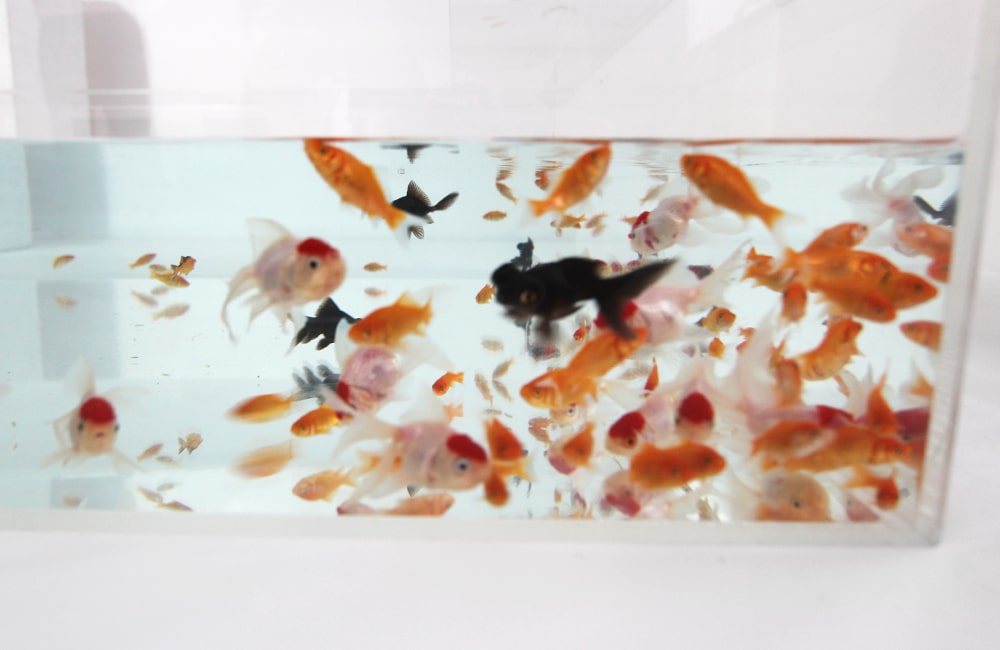 Dozens of young goldfish massed in a shallow festival-style display tank