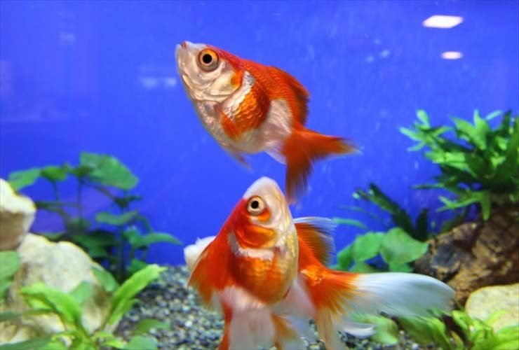 Swim Bladder Disorder in Goldfish