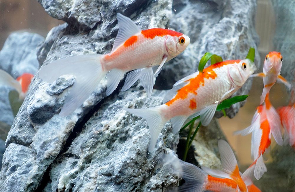 A red-and-white sarasa goldfish, a hardy beginner-friendly variety