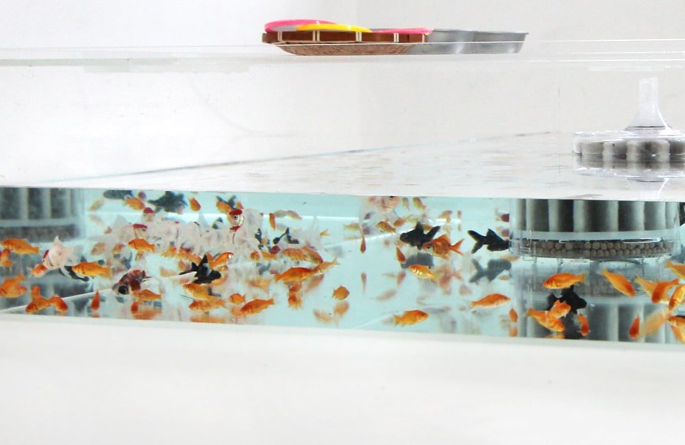 A shallow show-style goldfish tank of the kind used for viewing from above in Japan
