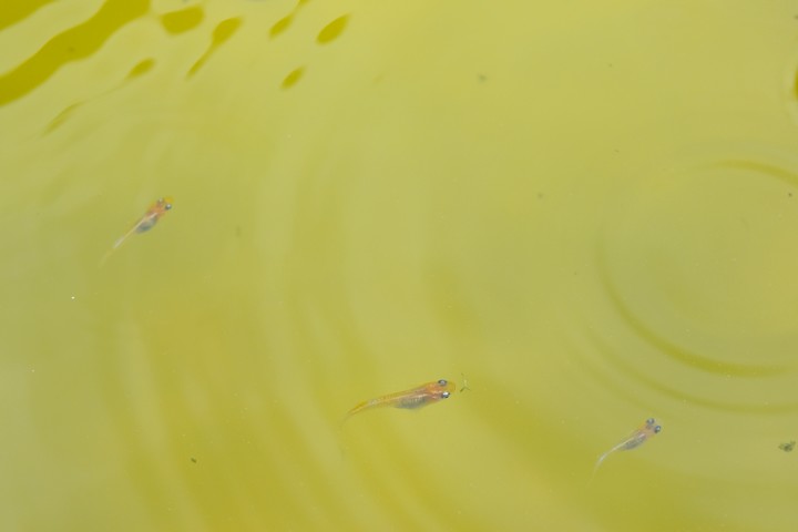 Days-old medaka fry swimming at the surface of a green-water container