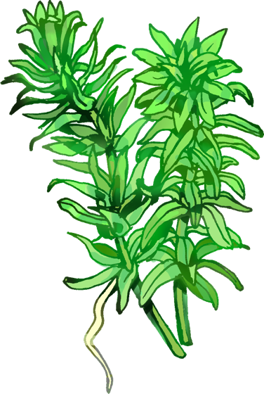 Illustration of Anacharis (Egeria densa), by Satoko Nakajima