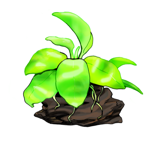 Illustration of Anubias nana Golden, by Satoko Nakajima