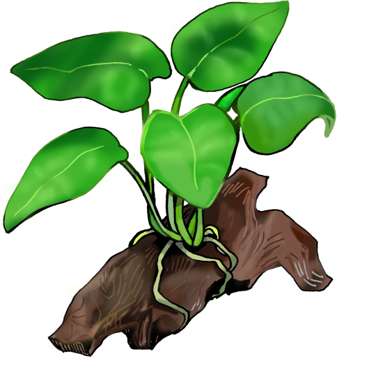 Illustration of Anubias nana on driftwood, by Satoko Nakajima