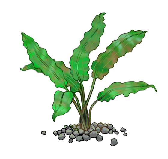 Illustration of Cryptocoryne wendtii, by Satoko Nakajima
