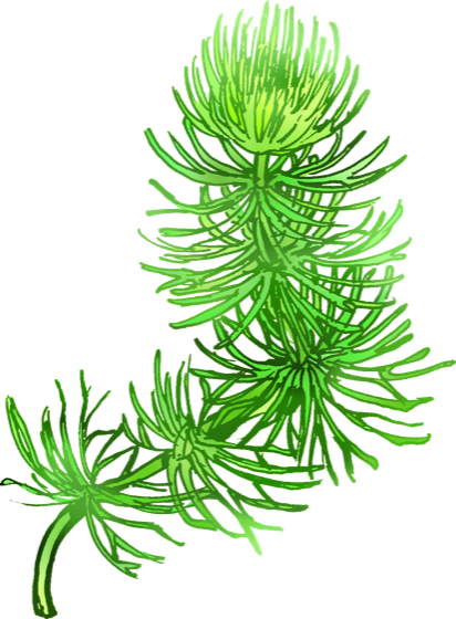 Illustration of hornwort (matsumo), by Satoko Nakajima