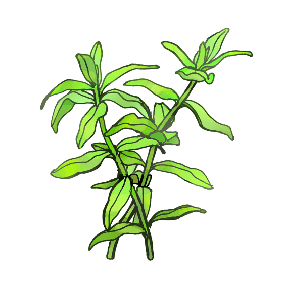 Illustration of Hygrophila polysperma (dwarf hygro), by Satoko Nakajima