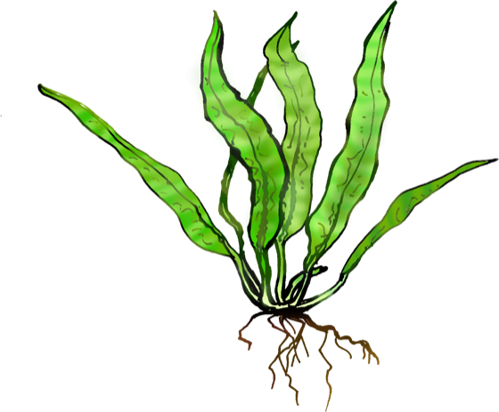 Illustration of Java fern (Microsorum), by Satoko Nakajima