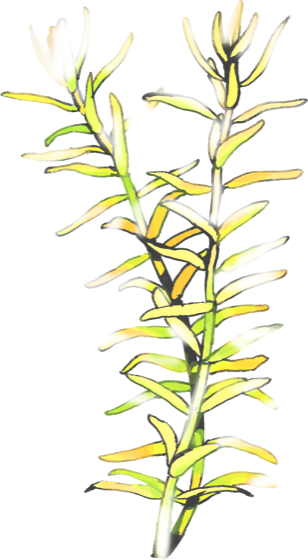 Illustration of green rotala (Rotala rotundifolia), by Satoko Nakajima