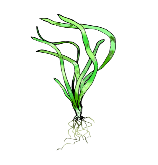 Illustration of Vallisneria (jungle val), by Satoko Nakajima