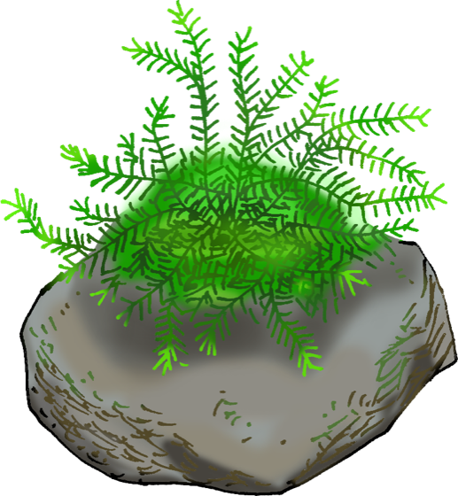 Illustration of Java moss on a stone, by Satoko Nakajima