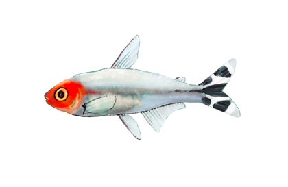 Hand-drawn illustration of a rummy-nose tetra by Satoko Nakajima