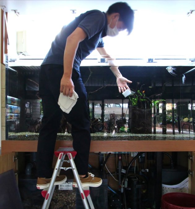 A professional aquarist servicing a planted aquarium