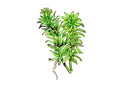 Illustration of anacharis (Egeria densa), by Satoko Nakajima