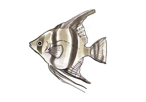 Illustration of an angelfish, by Satoko Nakajima
