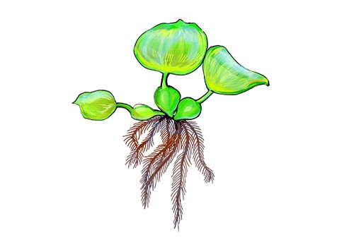 Illustration of water hyacinth (hoteisou), by Satoko Nakajima