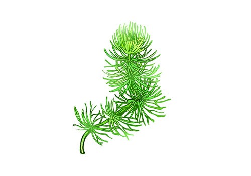 Illustration of hornwort (matsumo), by Satoko Nakajima