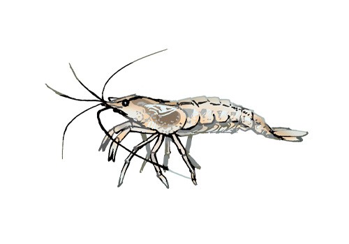 Illustration of a minami-numa-ebi shrimp, by Satoko Nakajima