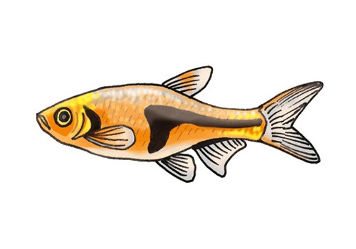 Illustration of a lambchop rasbora (Rasbora espei), by Satoko Nakajima
