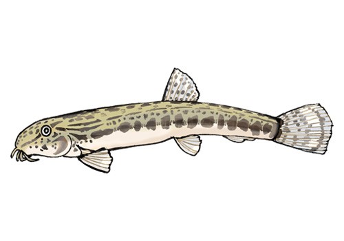 Illustration of a Japanese striped loach (shima-dojo), by Satoko Nakajima