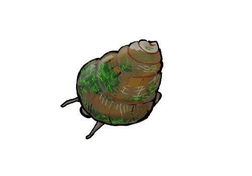 Illustration of a hime-tanishi pond snail, by Satoko Nakajima