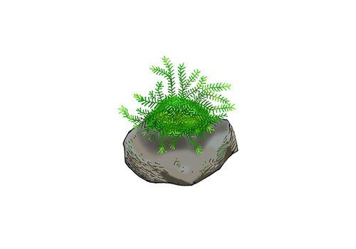 Illustration of java moss (sold in Japan as willow moss), by Satoko Nakajima